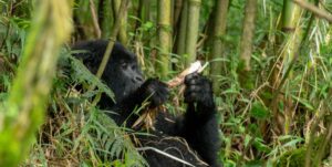 Nirivana Safaris BABY-GORILLA-AY-MGAHINGA-NATIONAL-PARK
